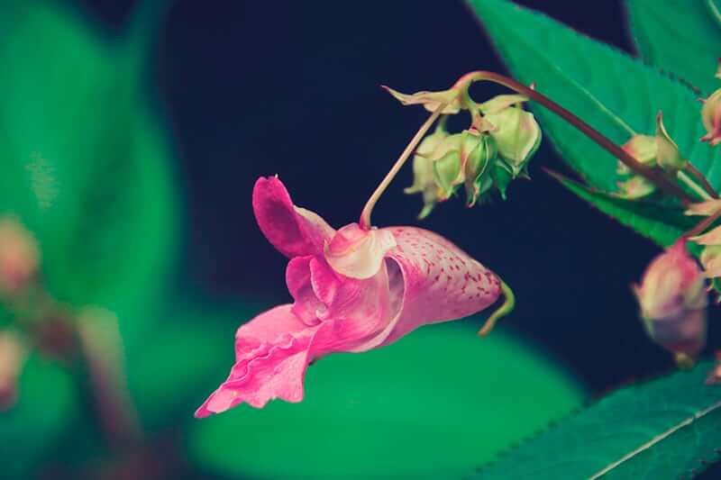The pretty pink flower of the Himalayan balsam