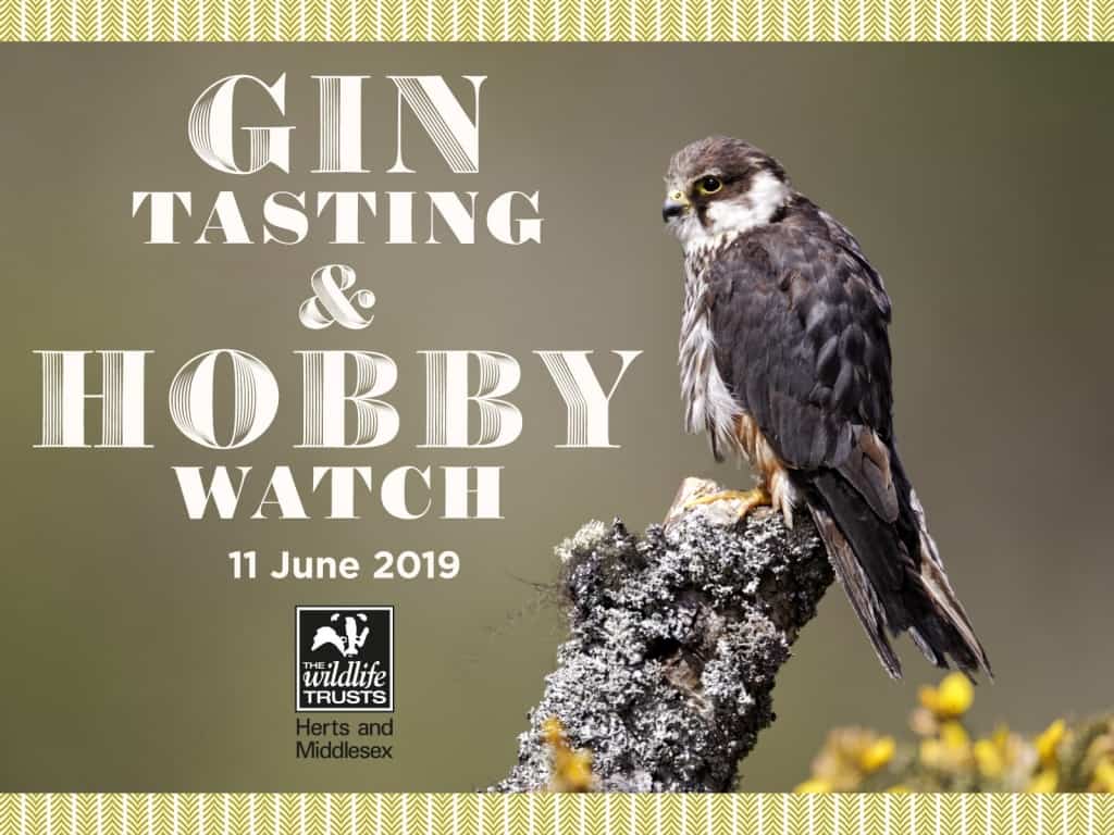 Hobby watch and Campfire Gin tasting with Herts & Middlesex Wildlife Trust
