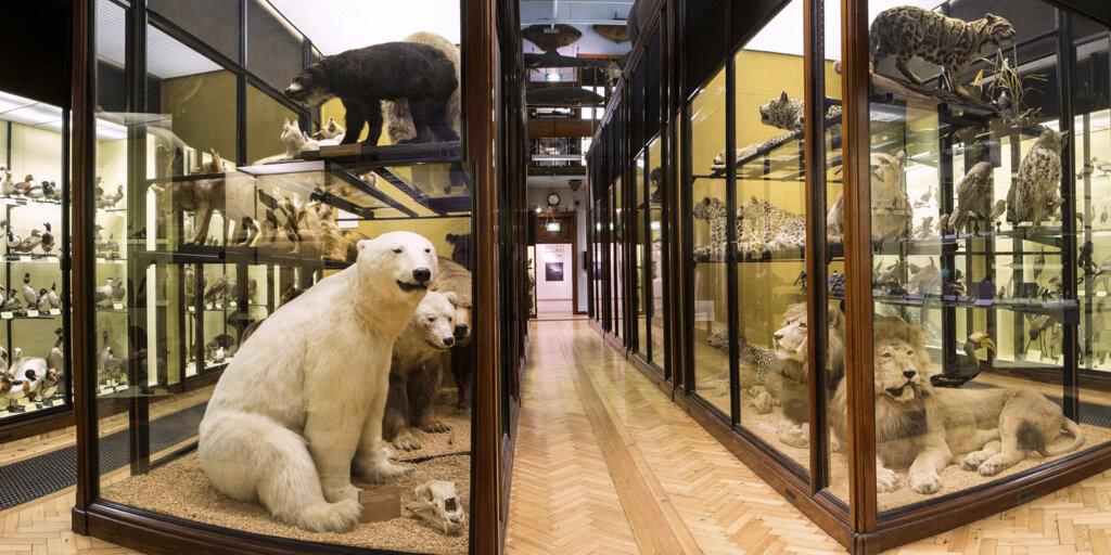 Formerly the Walter Rothschild Zoological Museum, The Natural History Musem at Tring holds many distinctive cases still housing many items from Walter 2nd Baron Rothschild's collections.